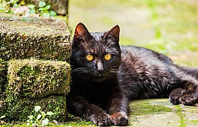 多款经典《大富翁》游戏Steam页面上线 3月16日发售